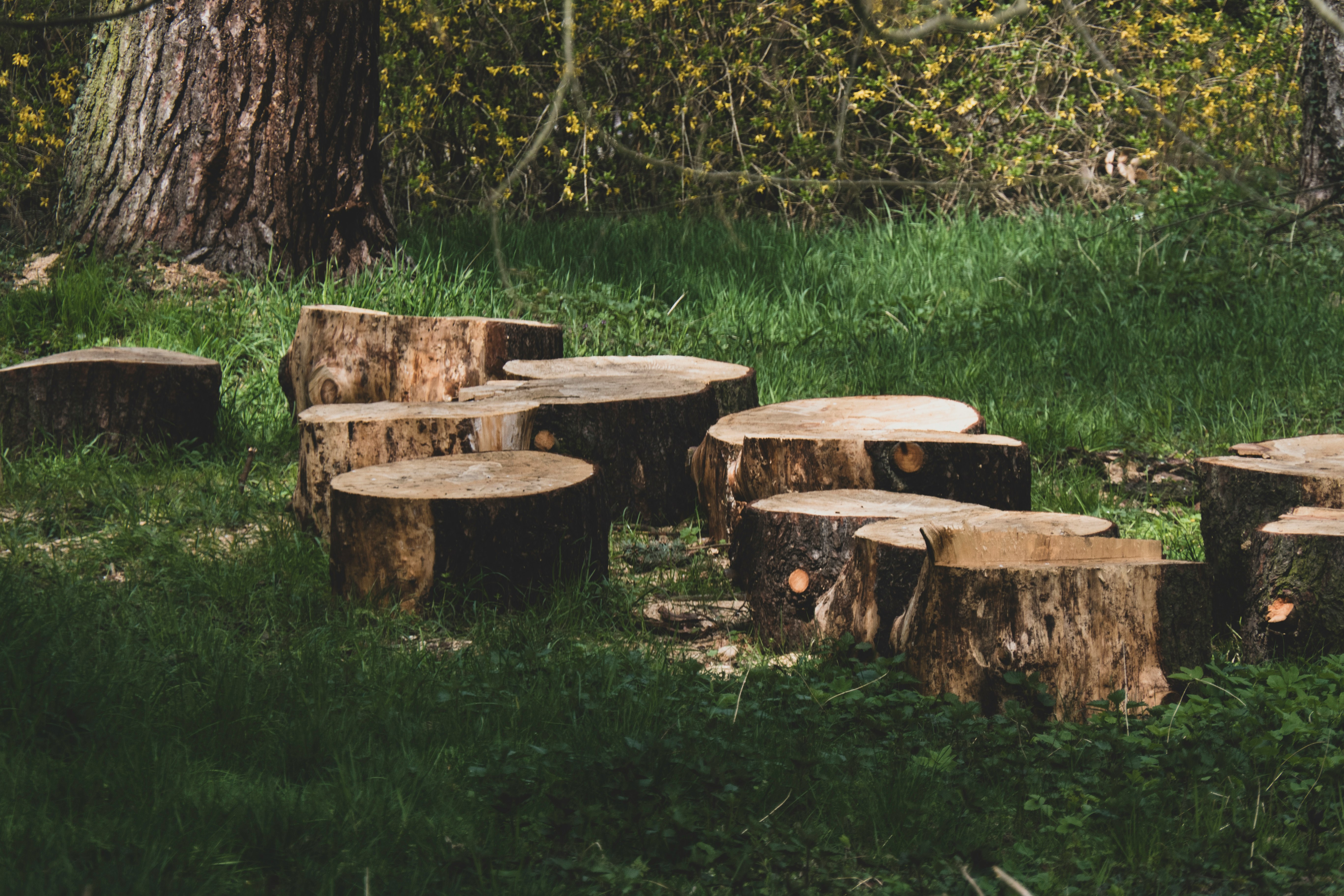 brown wooden log on green grass field